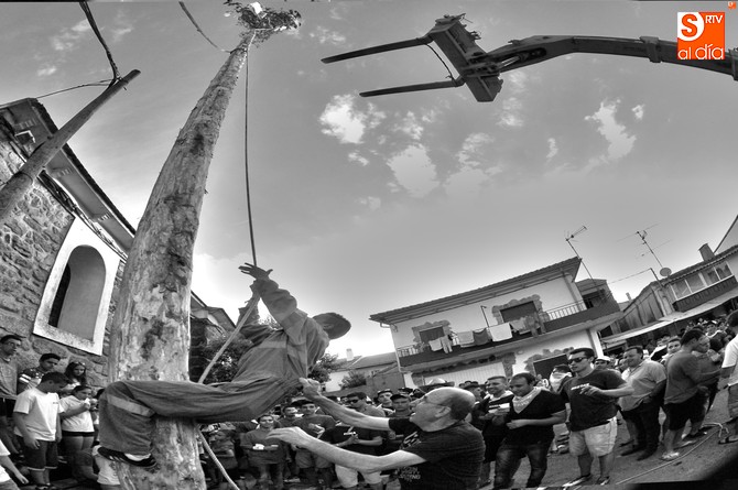Estallido festivo en El Payo con el concurrido izado de un pino de 26 metros   | Imagen 1