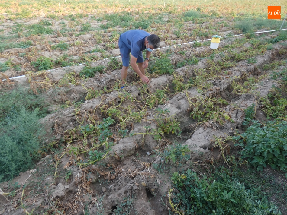 Cantalpino será la primera localidad en la que se tomen medidas contra