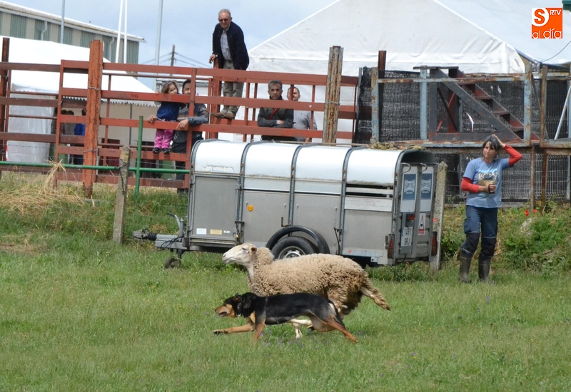 La exhibici&oacute;n de perros pastor capta la atenci&oacute;n en las primeras horas de la Feria de Mayo   | Imagen 1