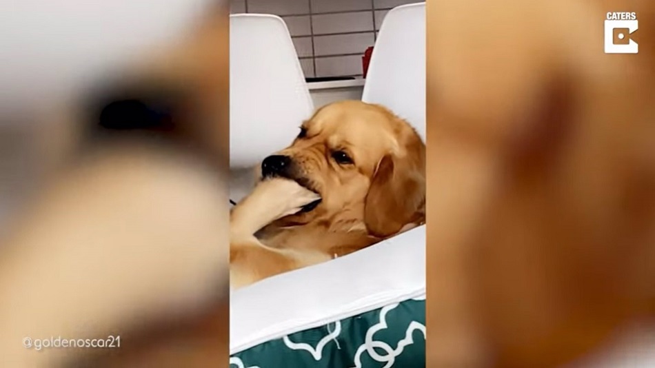 La cara de confusión de este perro al ser preguntado por su dueña si está bien se ha hecho viral en Internet - YOUTUBE