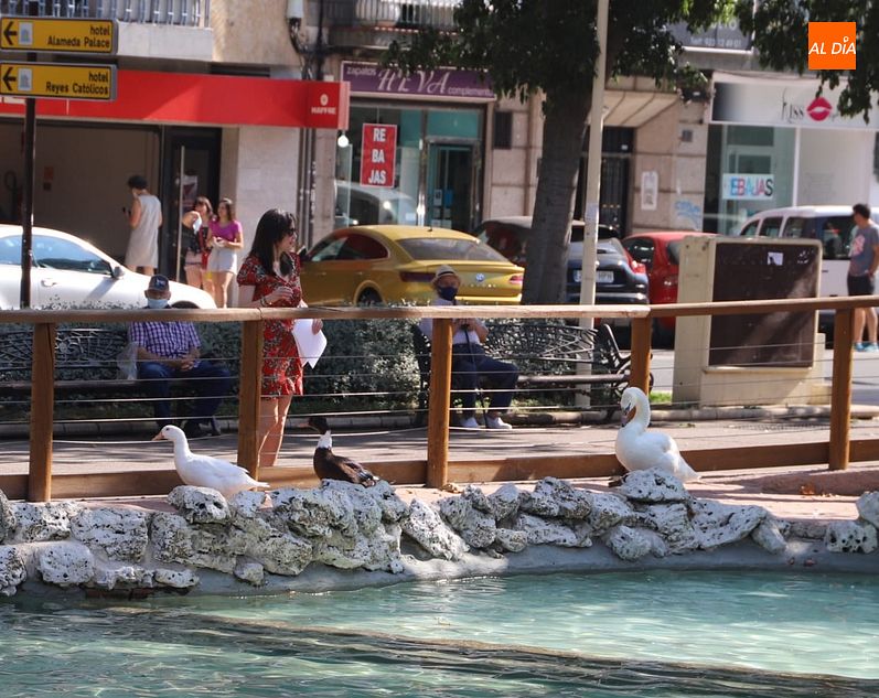 Foto 6 - El Ayuntamiento de Salamanca recupera la pareja de cisnes del Parque de La Alamedilla