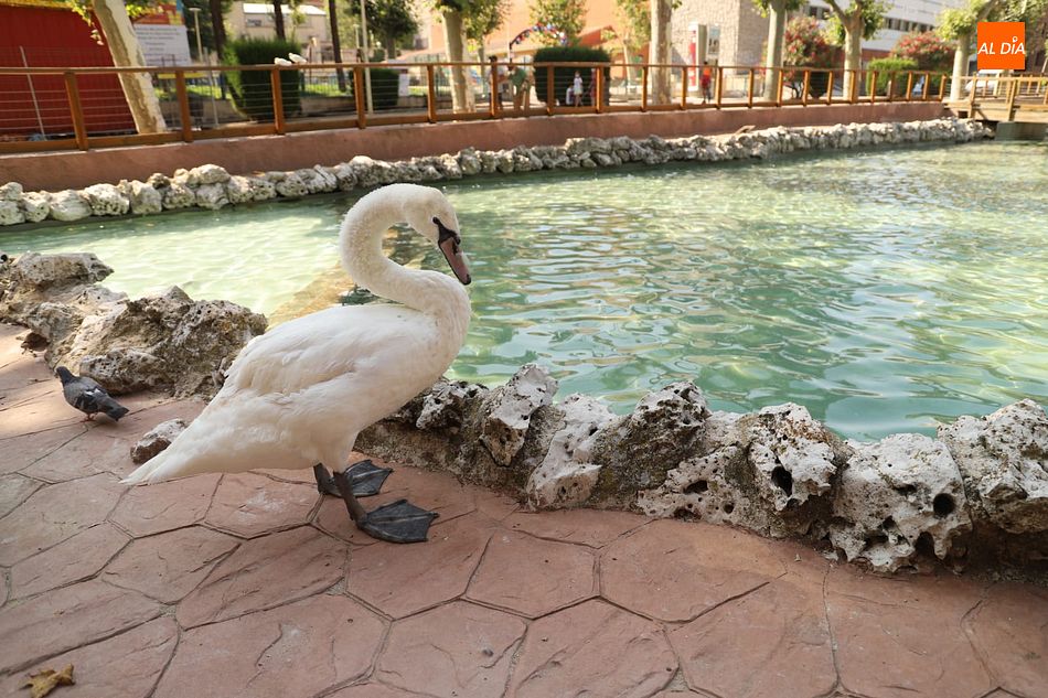 Foto 5 - El Ayuntamiento de Salamanca recupera la pareja de cisnes del Parque de La Alamedilla