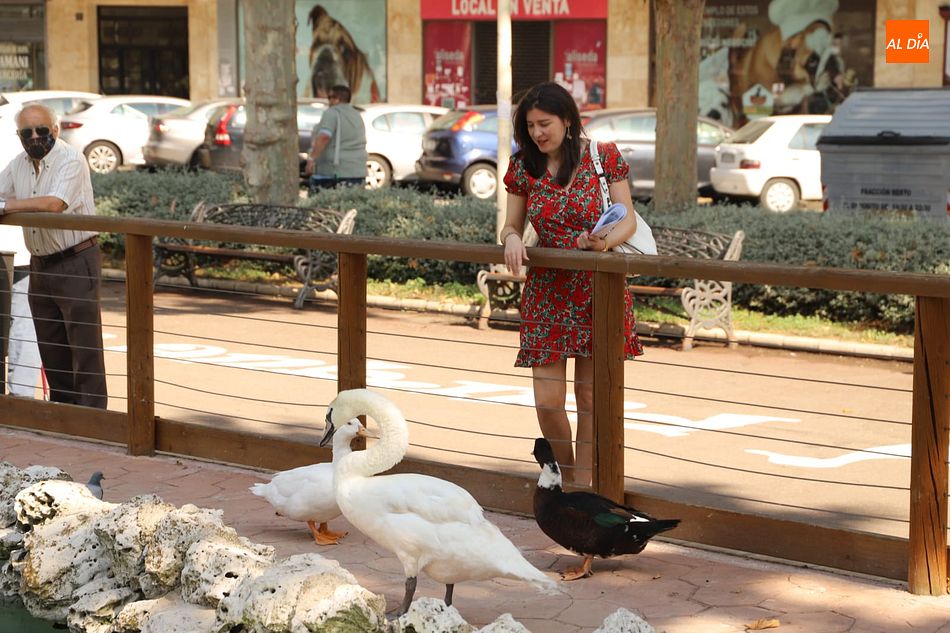 Foto 4 - El Ayuntamiento de Salamanca recupera la pareja de cisnes del Parque de La Alamedilla
