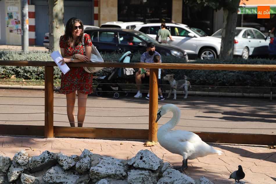 Foto 3 - El Ayuntamiento de Salamanca recupera la pareja de cisnes del Parque de La Alamedilla
