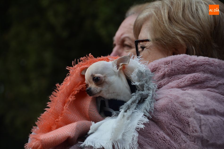 Foto 1 - Suspendida la tradicional bendición de mascotas por San Antón a causa de la pandemia 