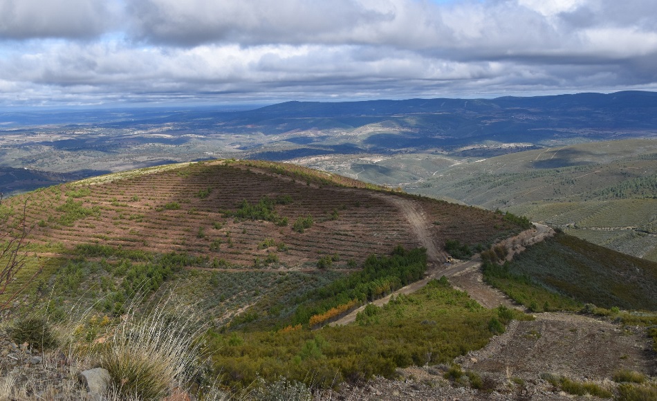 Foto 1 - Arranca el proyecto de reforestación que llevará a plantar 49.000 árboles en Agallas  