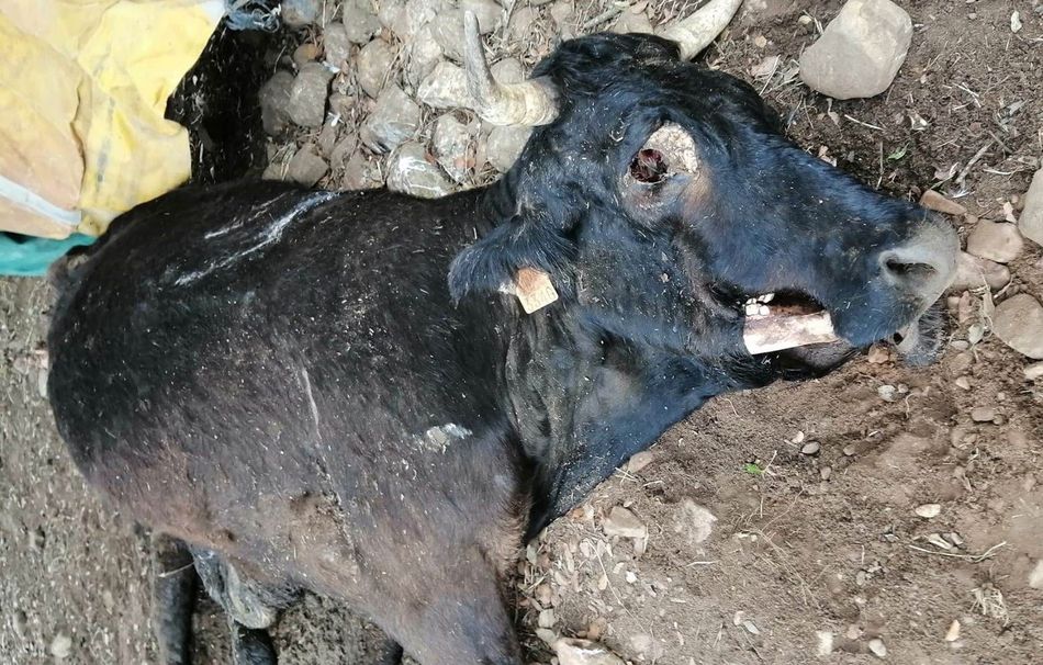 Foto 1 - Los buitres acaban con la vida de una vaca en Morasverdes  