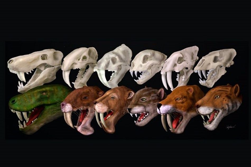 Foto 1 - Un estudio liderado por la UMA revela que ningún grupo de carnívoros con dientes de sable cazaba...