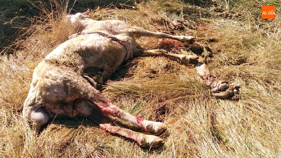 Dos ovejas muertas y un semental mordido en el último ataque del lobo en Lumbrales