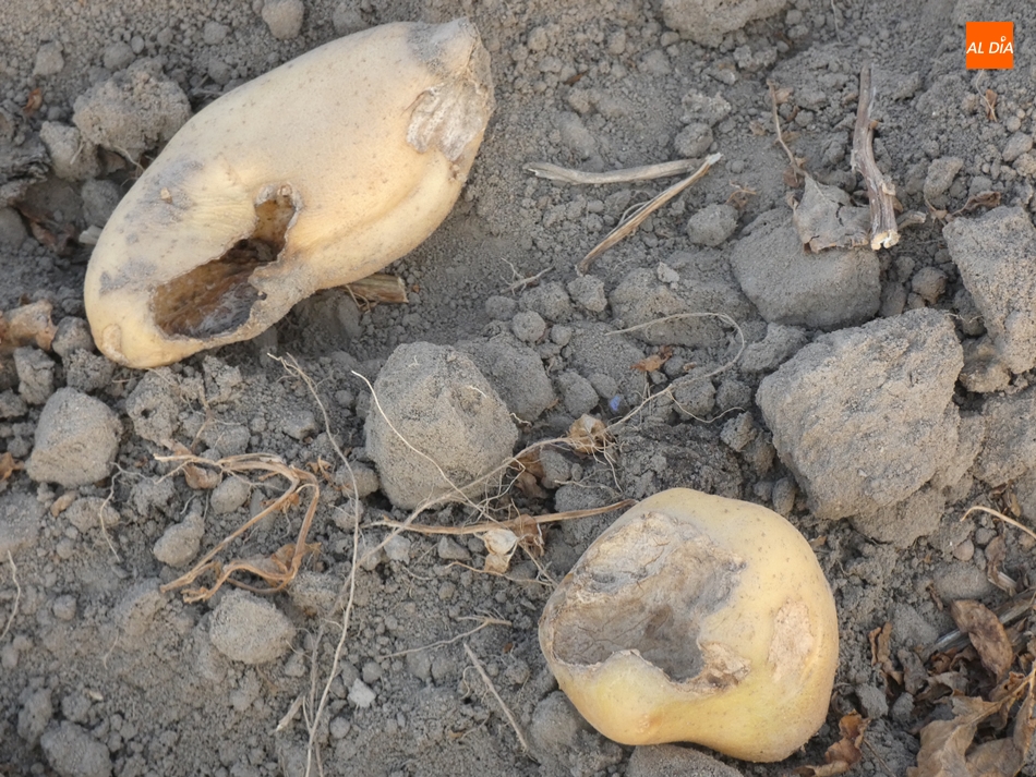 Cantalpino será la primera localidad en la que se tomen medidas contra la plaga de topillos