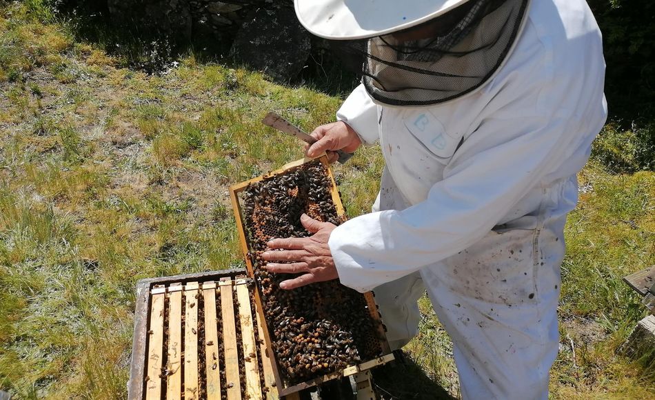 Un apicultor trabajando con sus colmenas. Foto FEUGA - Archivo