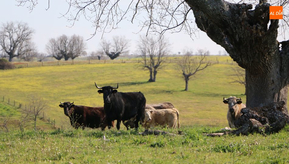 El precio de las vacas y los toros caerá en picado por el cierre de la restauración y la escasa salida de los chuleteros / CORRAL