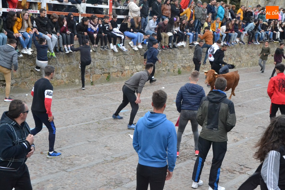 Foto 6 - El Domingo de Piñata recupera con gran éxito de público la capea de vaquillas  