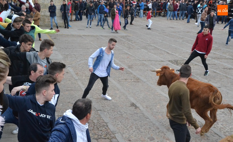 Foto 5 - El Domingo de Piñata recupera con gran éxito de público la capea de vaquillas  