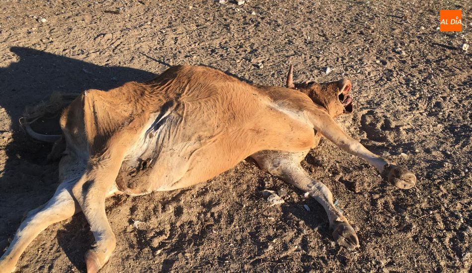 Aseguran que comunicado el cadáver de un animal el pasado domingo para su recogida, este jueves aún no había sido retirado / ARCHIVO