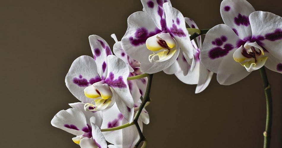 La orquídea: la planta ornamental de moda