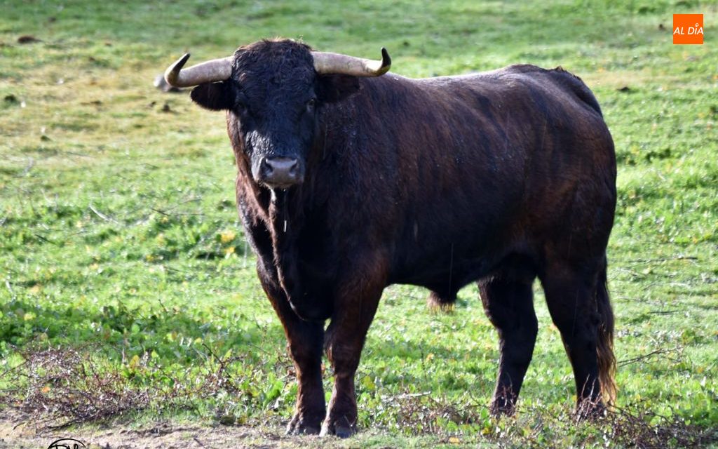Palmerito, herrado con el nº 14, es uno de los impresionantes toros de Valdeflores que saltarán al ruedo de la plaza de Masueco el 24 de julio