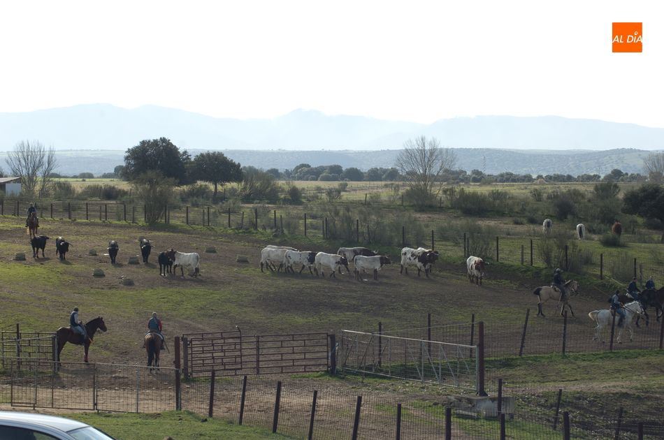 Foto 6 - Los toros del encierro a caballo ya siguen a los bueyes de Casasola  