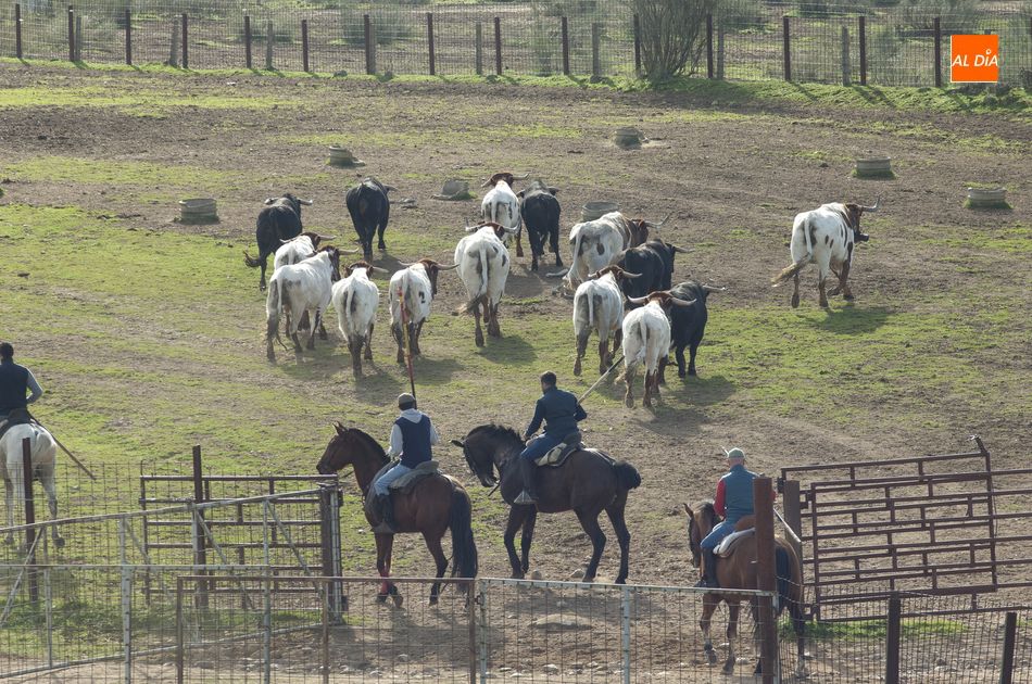 Foto 5 - Los toros del encierro a caballo ya siguen a los bueyes de Casasola  