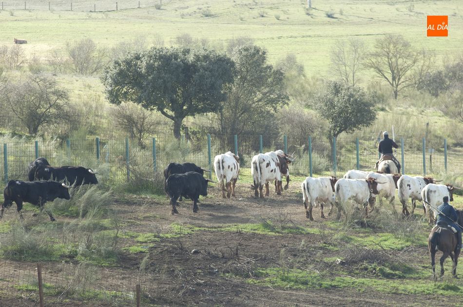 Foto 4 - Los toros del encierro a caballo ya siguen a los bueyes de Casasola  