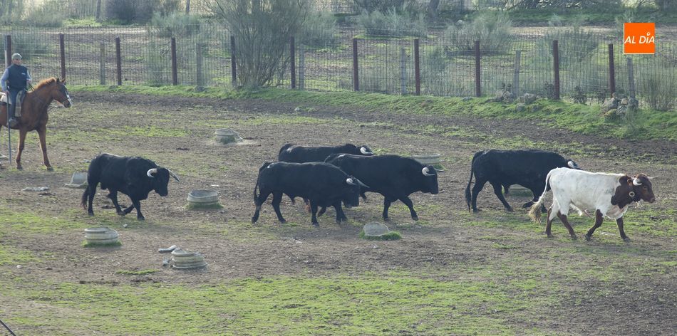 Foto 3 - Los toros del encierro a caballo ya siguen a los bueyes de Casasola  
