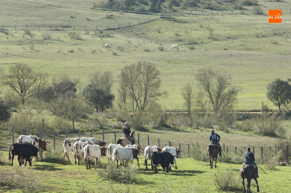Foto 2 - Los toros del encierro a caballo ya siguen a los bueyes de Casasola  