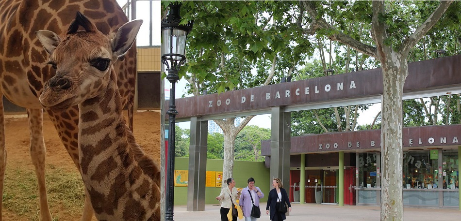 Foto 1 - Nace en el Zoo de Barcelona una cría de jirafa de una especie amenazada  