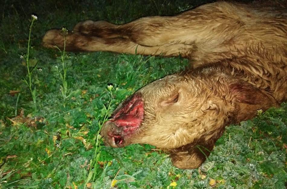 Foto 3 - Tres zorras atacan una explotación ganadera en Ciudad Rodrigo  