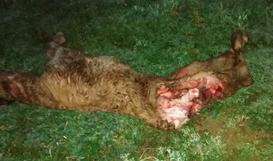 Foto 2 - Tres zorras atacan una explotación ganadera en Ciudad Rodrigo  