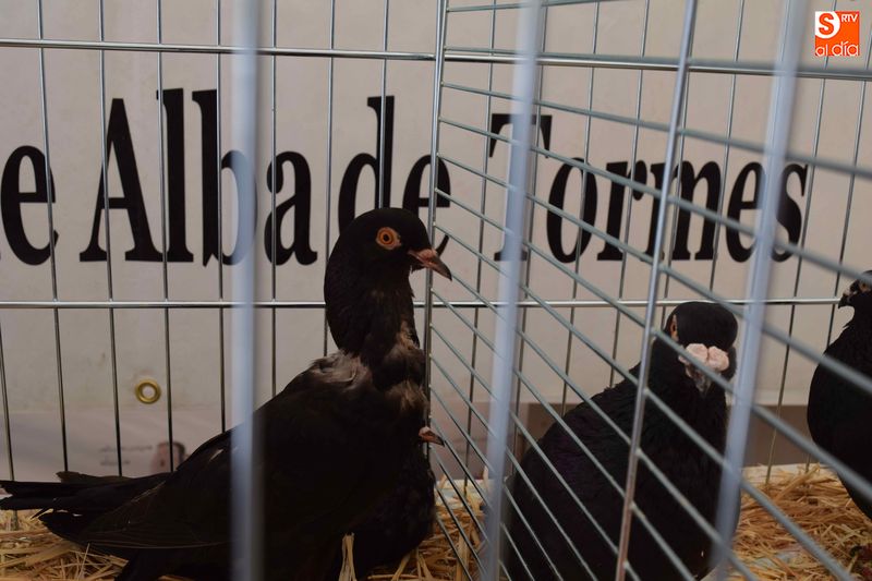Más de un millar de animales se darán cita en el certamen que se celebrará en Alba de Tormes / Archivo