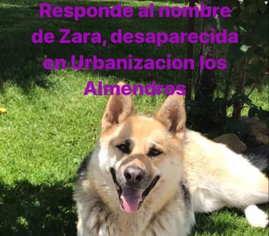 La perra Zara es un perro de raza pastor alemán / Facebook