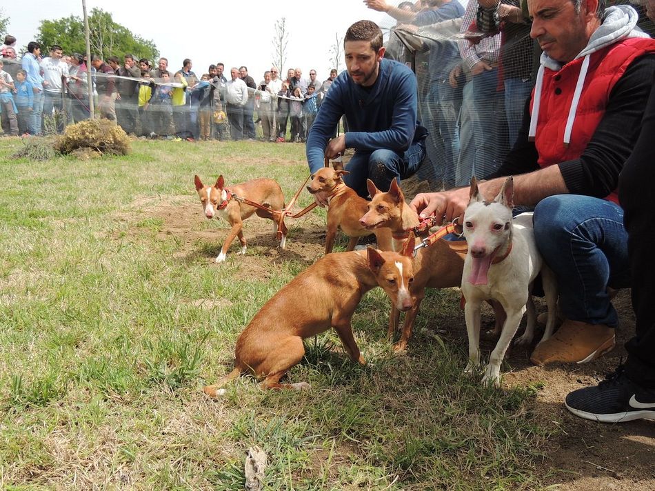Foto 1 - Animalistas reúnen más de 200.000 firmas contra la caza de zorros con perros en Galicia