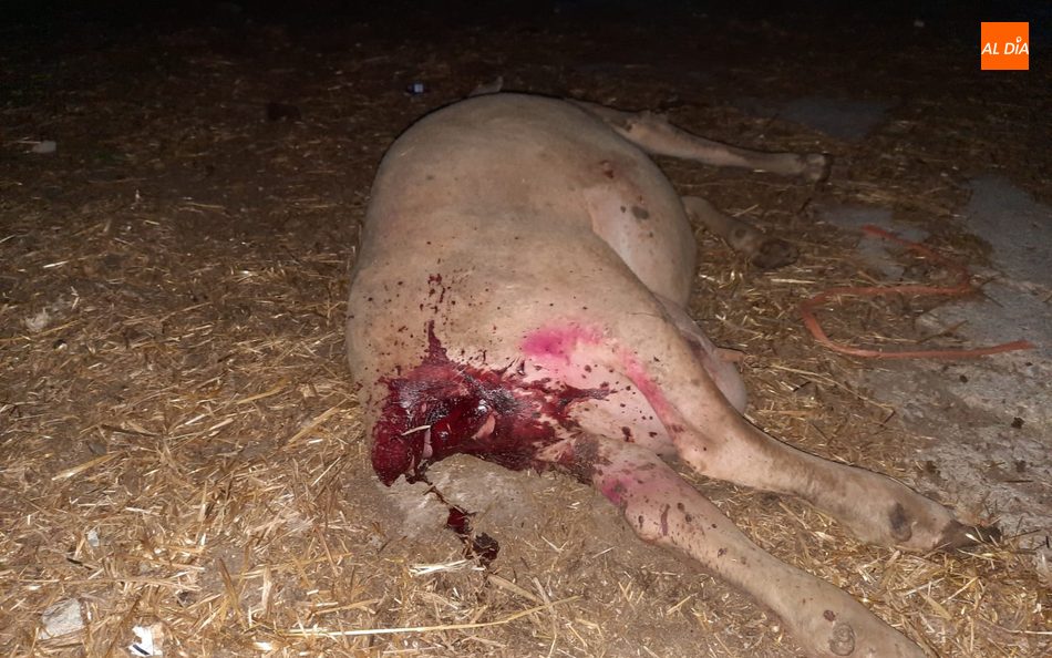 Foto 2 - Los buitres matan una oveja en Vilvestre mientras pastaba tranquilamente en las proximidades del...