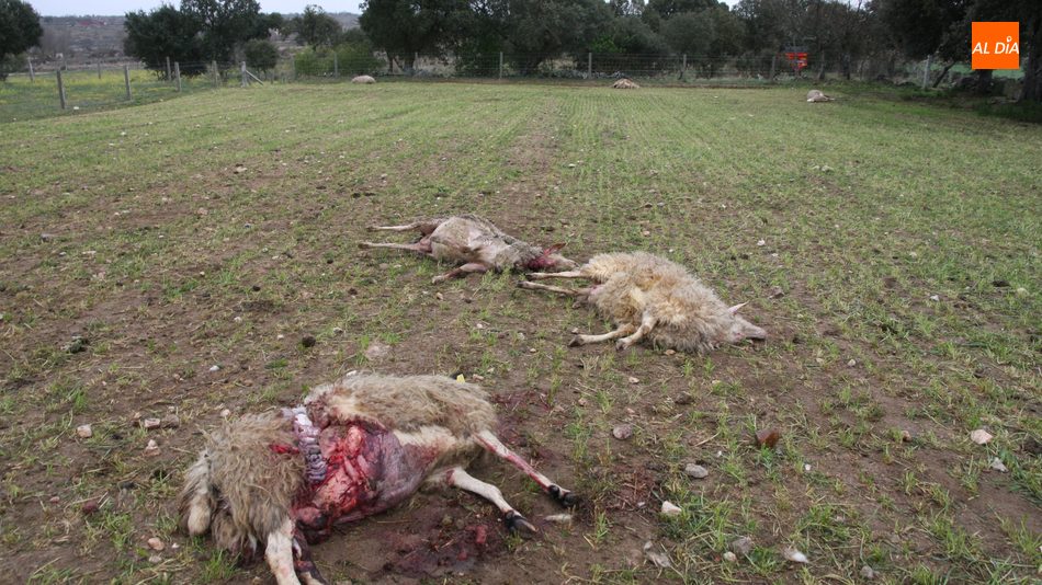 Los ganaderos tremen que la protección del lobo al norte del Duero provoque su expansión al sur y haya más ataques al ganado / CORRAL