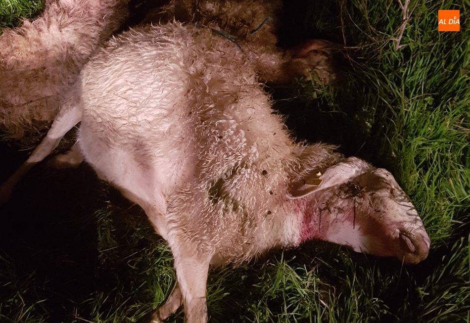Este último ataque ha dejado cuatro ovejas muertas en Hinojosa de Duero