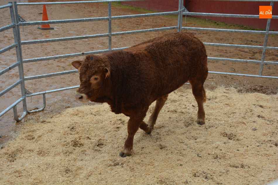 Foto 6 - Subastados doce novillos y un toro de raza limusina en el recinto de la Diputación