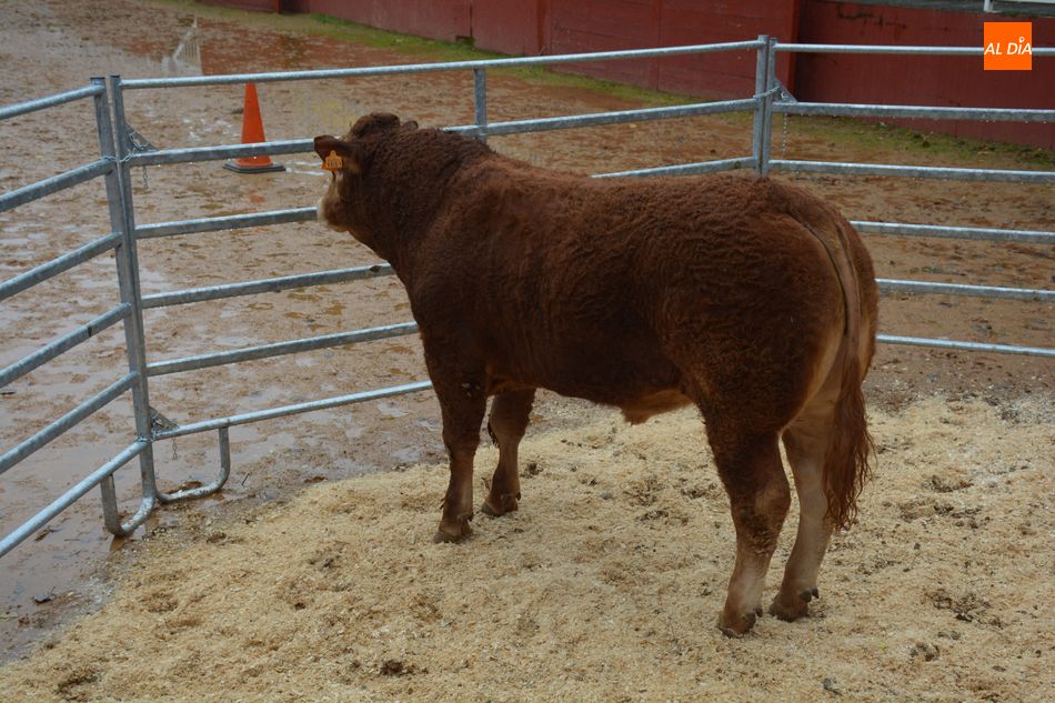 Foto 3 - Subastados doce novillos y un toro de raza limusina en el recinto de la Diputación