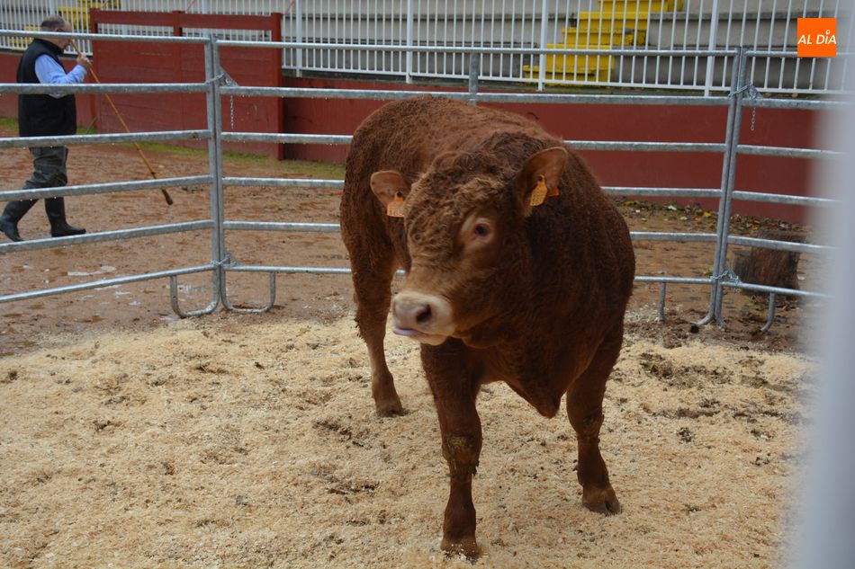 Foto 2 - Subastados doce novillos y un toro de raza limusina en el recinto de la Diputación