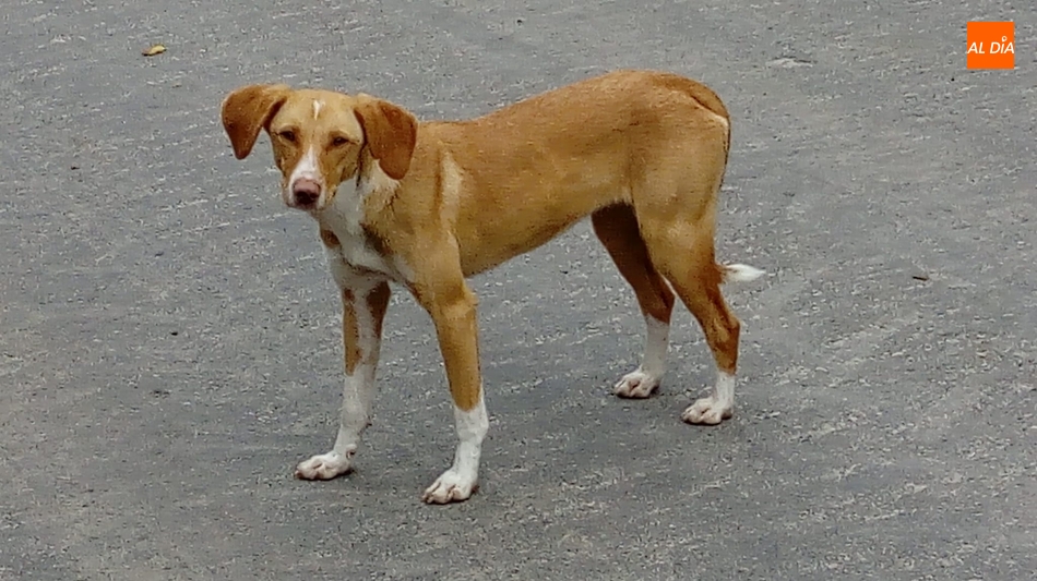 Una perra mestiza de color marrón se encuentra extraviada en Picones  