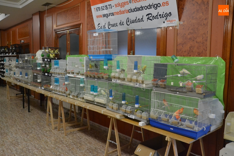 Foto 5 - En marcha la Exposición Ornitológica con la cifra de pájaros y criadores más alta de los...