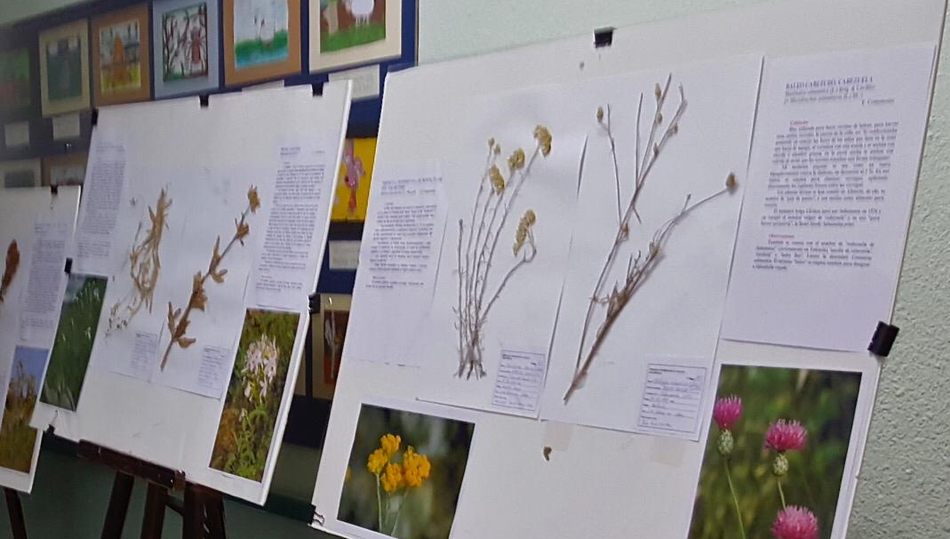 La biblioteca de Bogajo expone una interesante muestra de láminas sobre plantas de la provincia  