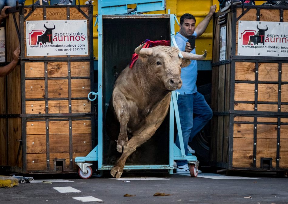 ‘Salida de Caramelo, de Juan Francisco Martín Sánchez, foto ganadora del Toro de Cajón