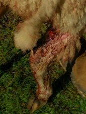 Foto 6 - Otro ataque de cánidos deja en Encinasola de los Comendadores ocho ovejas muertas y siete heridas