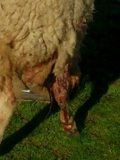 Foto 2 - Otro ataque de cánidos deja en Encinasola de los Comendadores ocho ovejas muertas y siete heridas