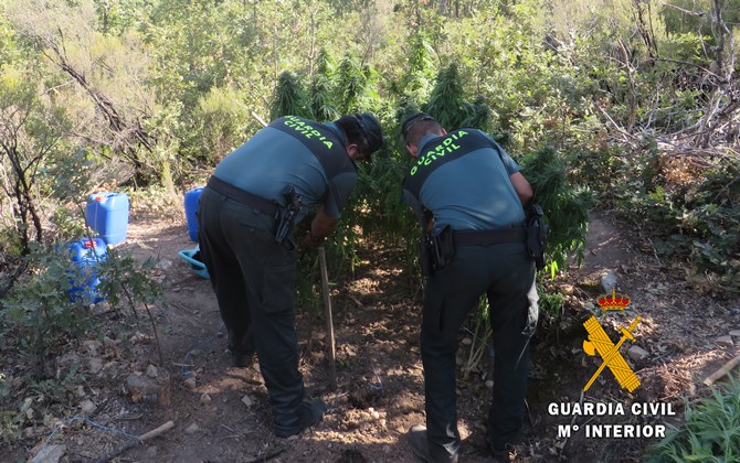 Foto 1 - Un vecino de El Maíllo, uno de los dos detenidos por cultivar marihuana en Tamames  