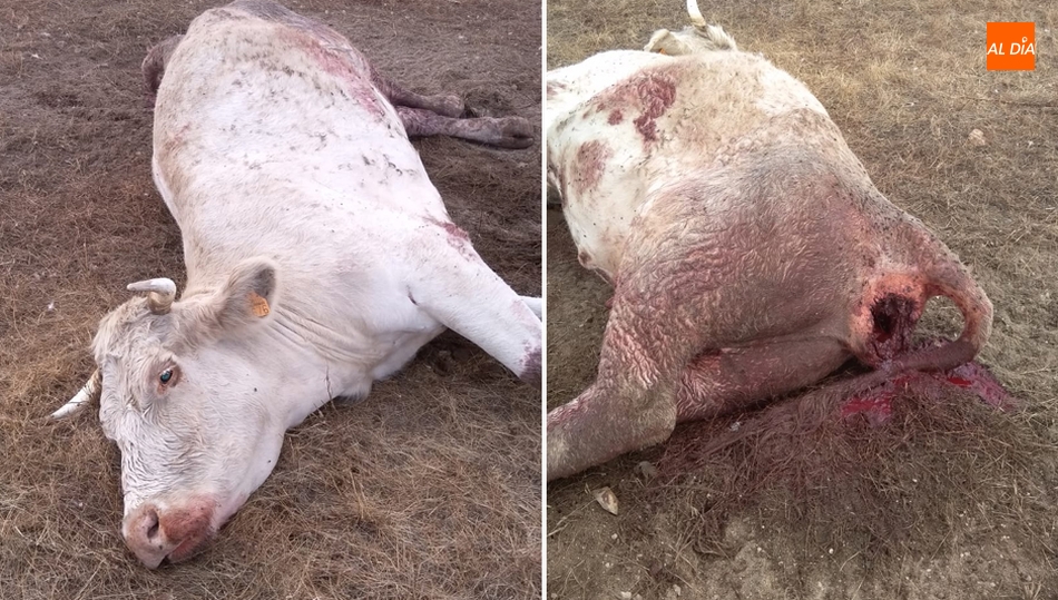 Vaca víctima de otro ataque en La Zarza de Pumareda hace diez días
