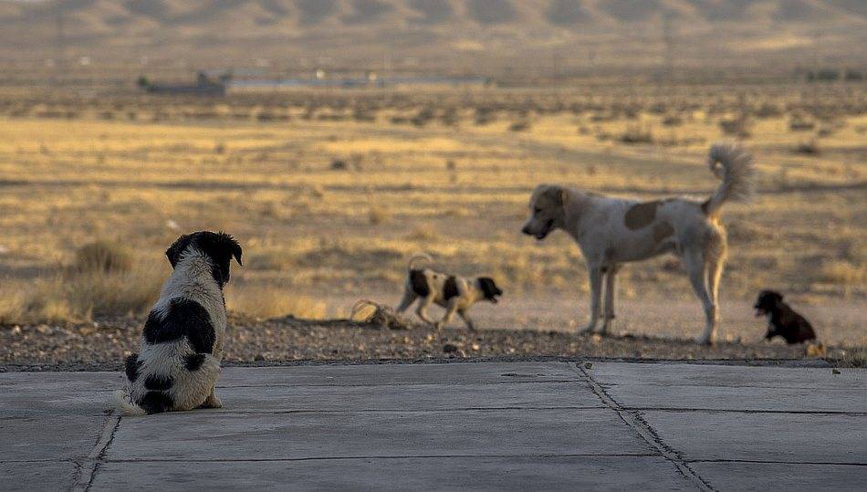 Foto 1 - Un informe desvela que cada hora son abandonados en España 15 perros sin identificación 