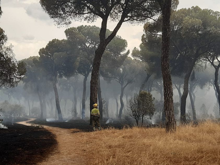 Un bombero controla posibles reproducciones del fuego en El Tiemblo - Naturaleza CYL