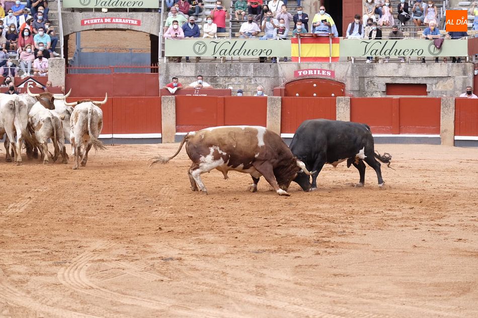 Foto 2 - Se inutilizan dos toros de Galache durante el desenjaule de Salamanca