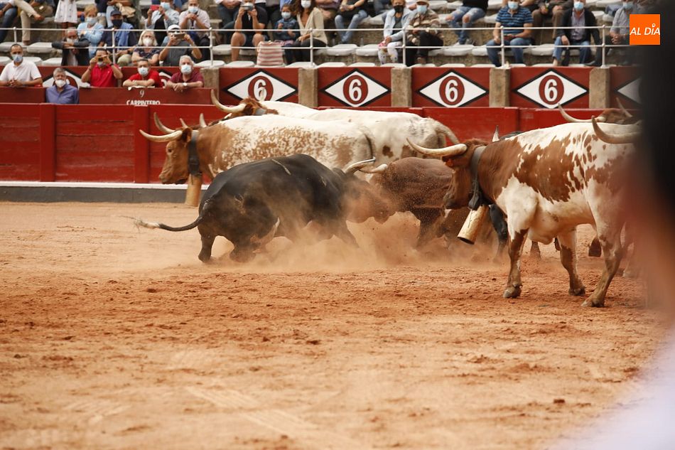 Foto 3 - Se inutilizan dos toros de Galache durante el desenjaule de Salamanca